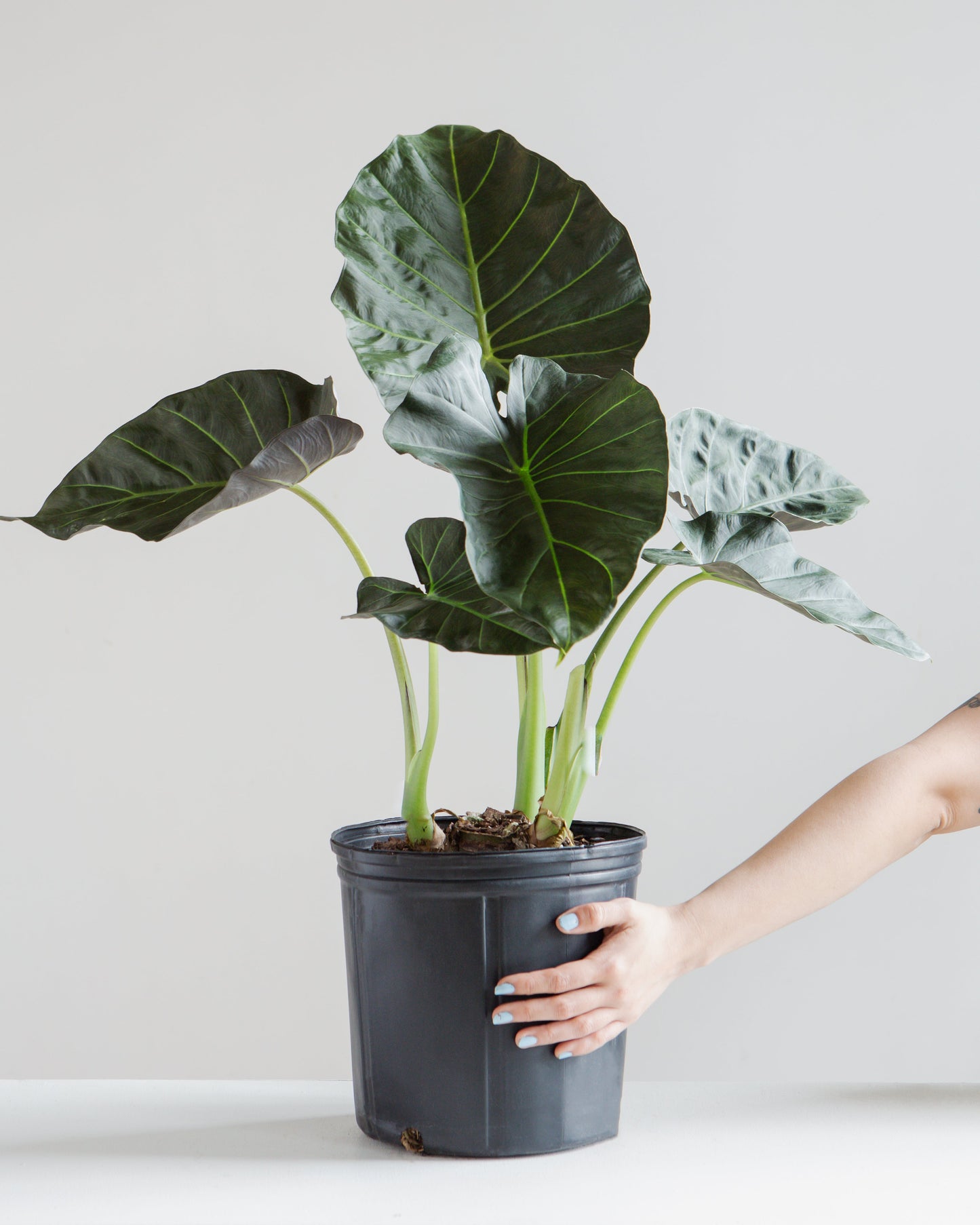 Regal Shield Elephant Ear: Alocasia - 8 inch pot - 2-3 foot tall — indoor plant — indoor plant for sale by Promise Supply for delivery and pickup in Toronto.