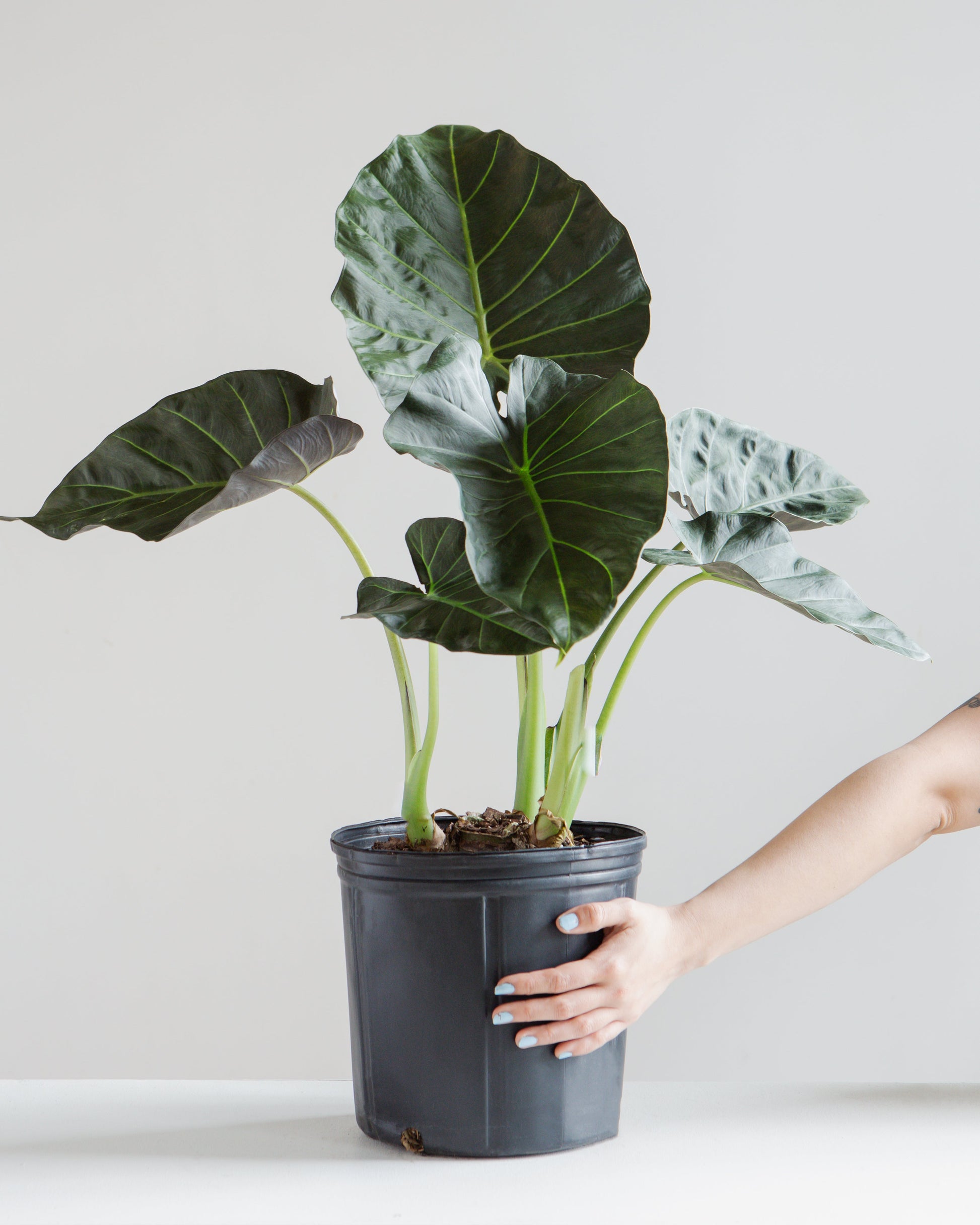Regal Shield Elephant Ear: Alocasia - 8 inch pot - 2-3 foot tall — indoor plant — indoor plant for sale by Promise Supply for delivery and pickup in Toronto.