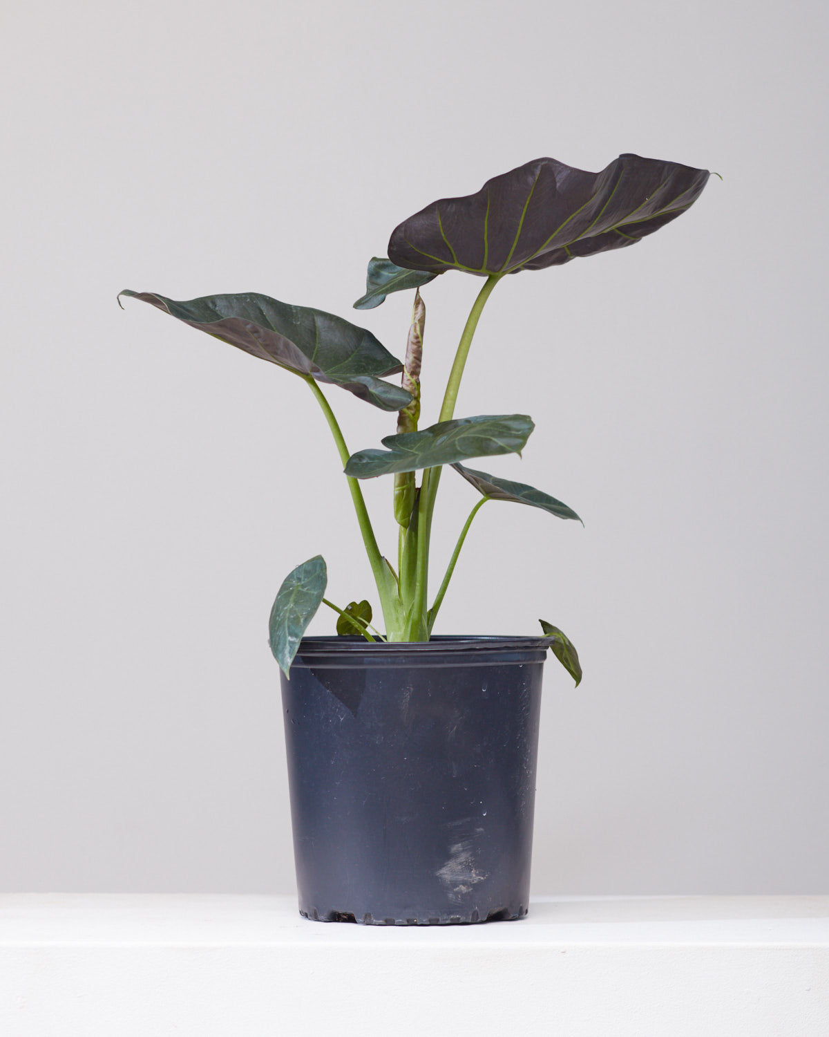 Regal Shield Elephant Ear: Alocasia - 8 inch pot - 2-3 foot tall — indoor plant — indoor plant for sale by Promise Supply for delivery and pickup in Toronto.