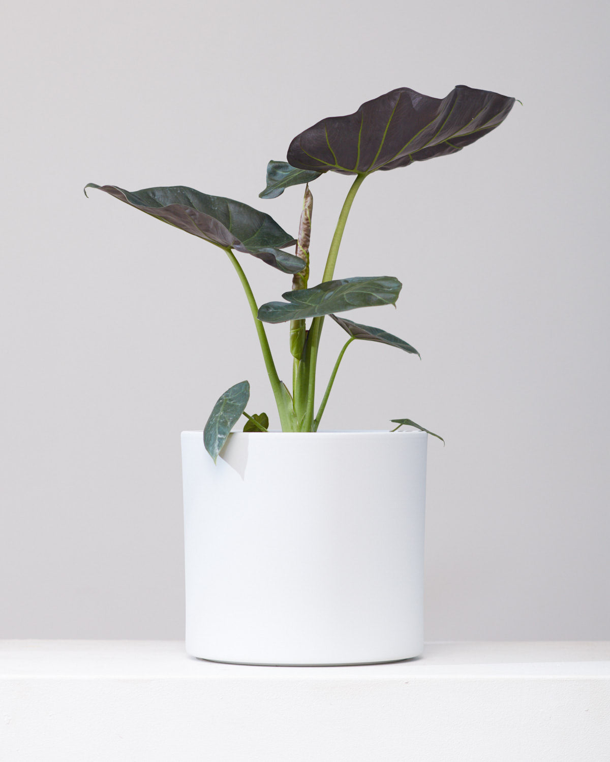 Regal Shield Elephant Ear: Alocasia - 8 inch pot - 2-3 foot tall — indoor plant — indoor plant for sale by Promise Supply for delivery and pickup in Toronto.