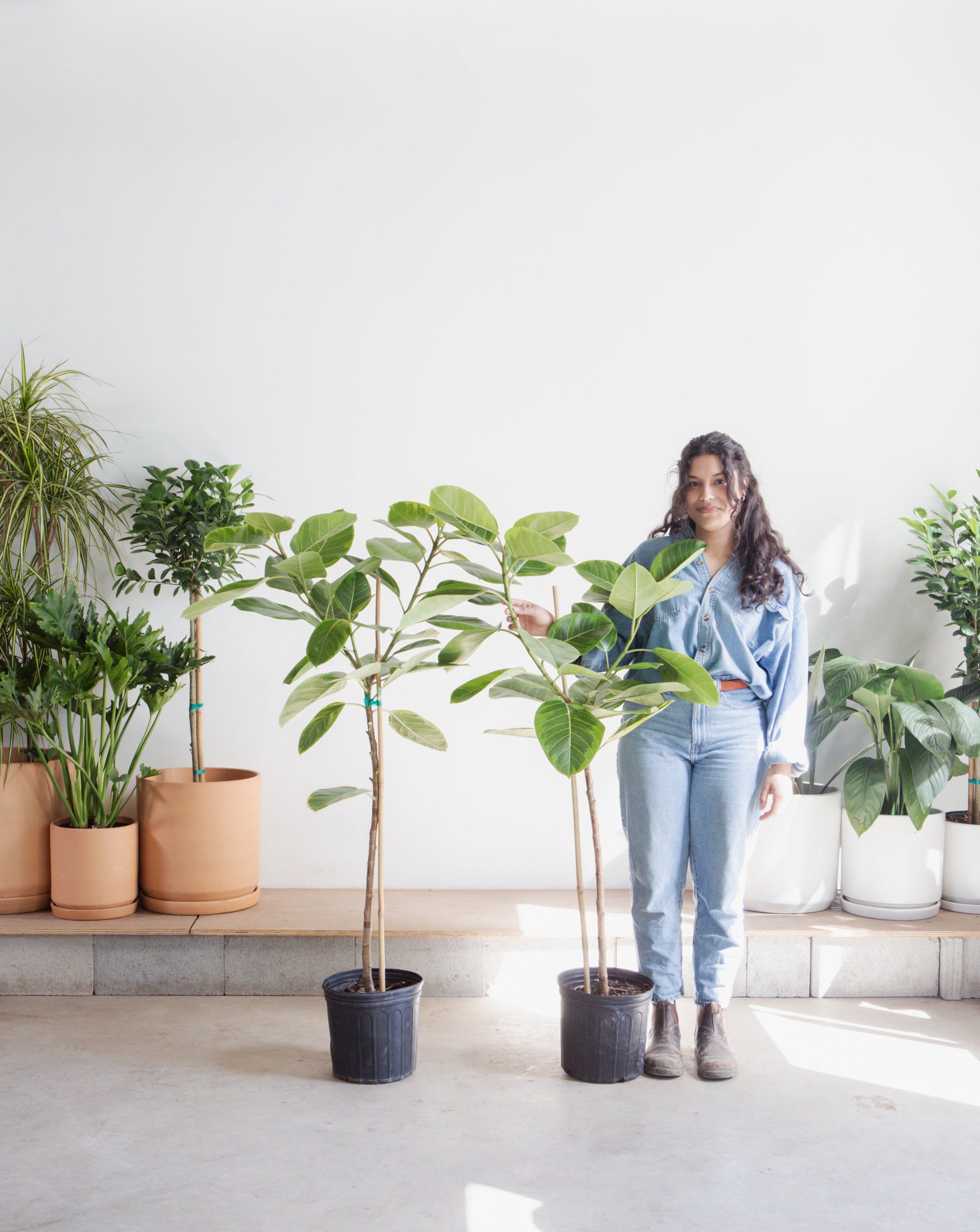 ficus altissima indoor plant Yellow Gem Fig Tree: Ficus Altissima - 10" Pot