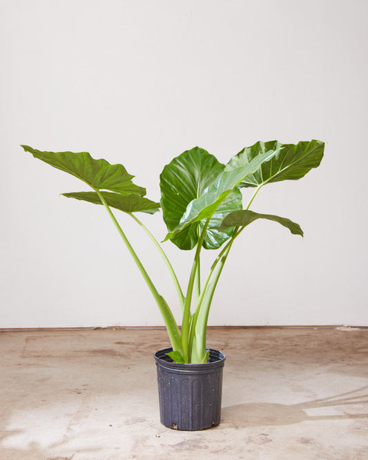 Giant Upright Elephant Ear: Alocasia 'Calidora' - 10 inch pot - 3-4 foot tall — indoor plant — indoor plant for sale by Promise Supply for delivery and pickup in Toronto.