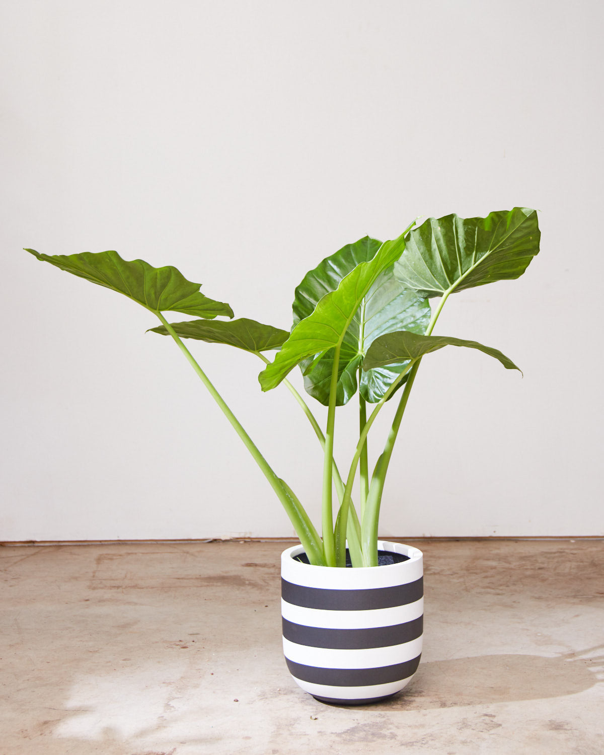 Giant Upright Elephant Ear: Alocasia 'Calidora' - 10 inch pot - 3-4 foot tall — indoor plant — indoor plant for sale by Promise Supply for delivery and pickup in Toronto.