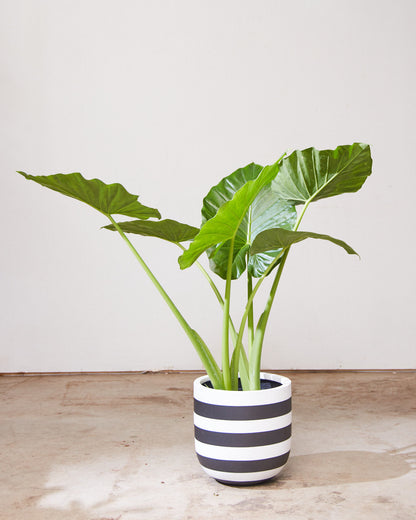 Giant Upright Elephant Ear: Alocasia 'Calidora' - 10 inch pot - 3-4 foot tall — indoor plant — indoor plant for sale by Promise Supply for delivery and pickup in Toronto.