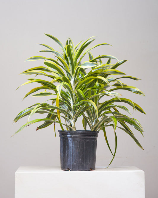 Lemon Lime Bush: Dracaena fragrans 'Warneckii Ulises' - 10 inch pot