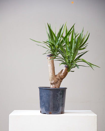 Yucca Stump: Yucca gigantea - 10 inch pot - 3 foot tall