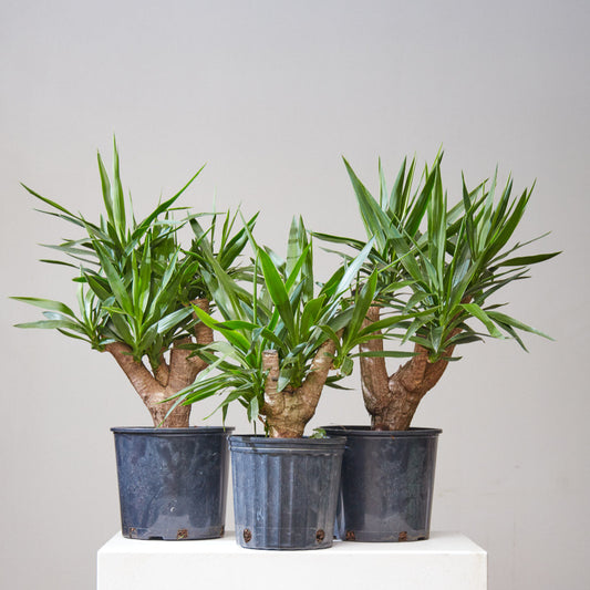 Yucca Stump: Yucca gigantea - 10 inch pot - 3 foot tall