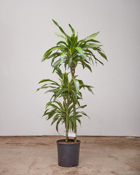 Lemon Lime Cane: Dracaena fragrans 'Warneckii Ulises' - 10 inch pot - 4-4.5 foot tall