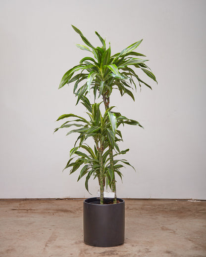 dracaena canada Lemon Lime Dracaena Fragrans - 10" Pot
