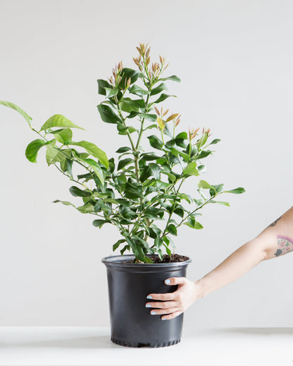 Lemon Tree: Citrus limon - 10 inch pot - 2-3 foot tall