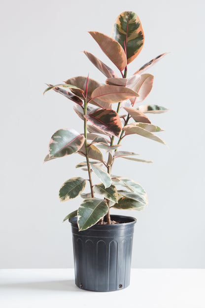 Ruby Rubber Bush: Ficus elastica - 10 inch pot - 2-3 foot tall