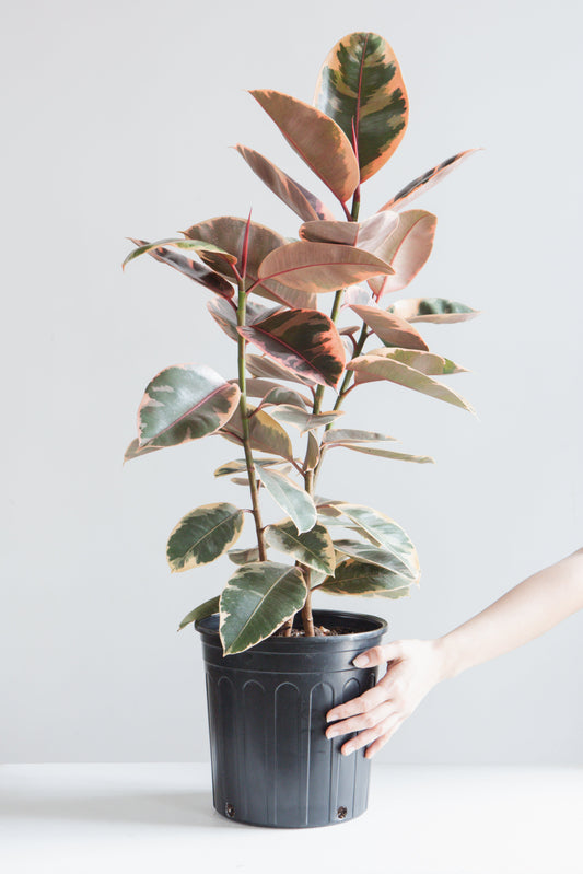 Ruby Rubber Bush: Ficus elastica - 10 inch pot - 2-3 foot tall