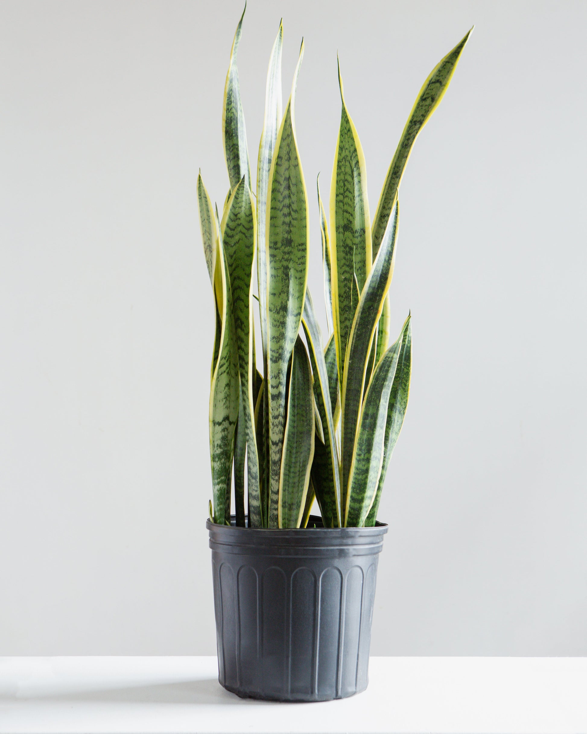 2 foot snake plant Yellow Laurentii Snake Plant - 10" Pot