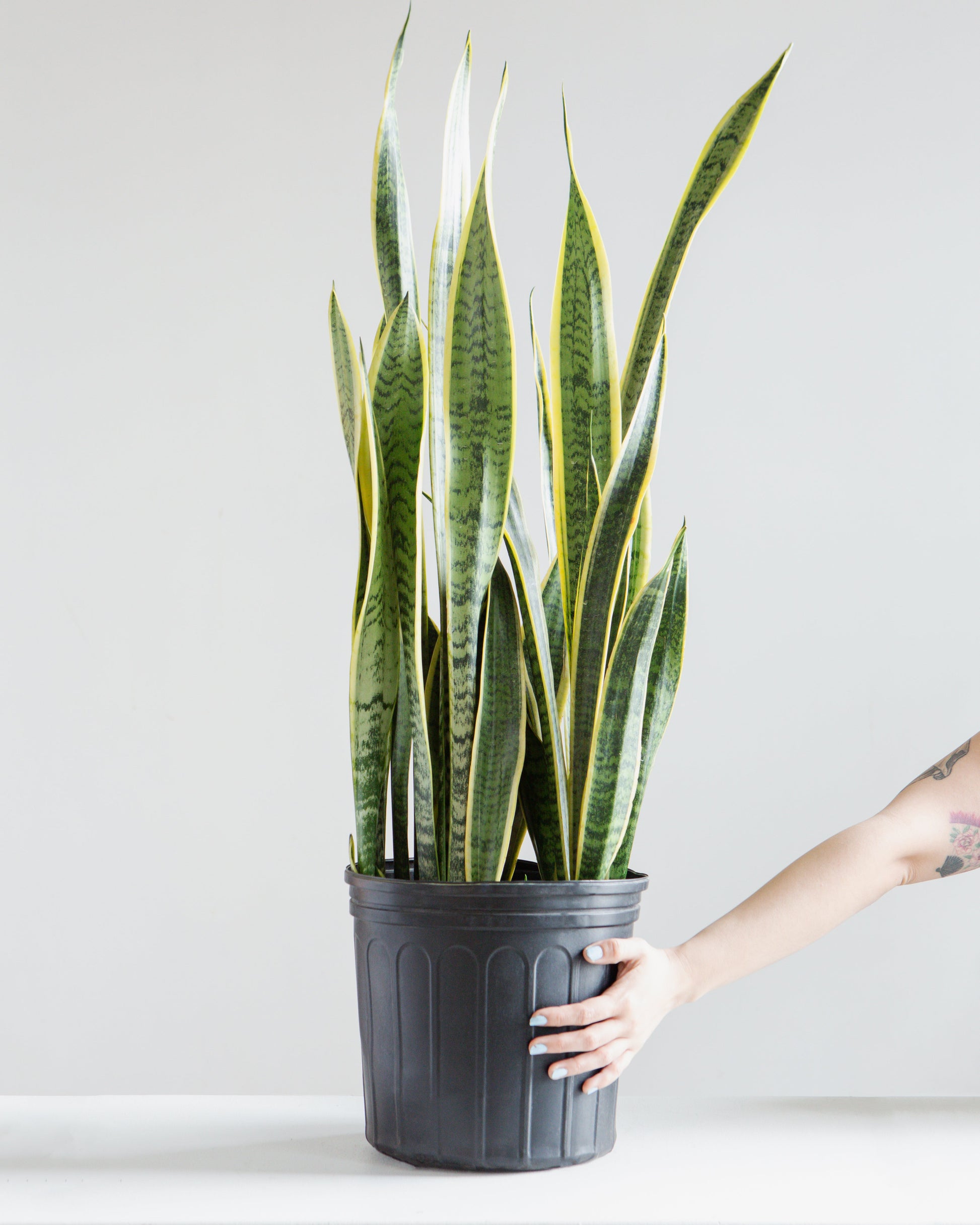 3 foot snake plant Yellow Laurentii Snake Plant - 10" Pot