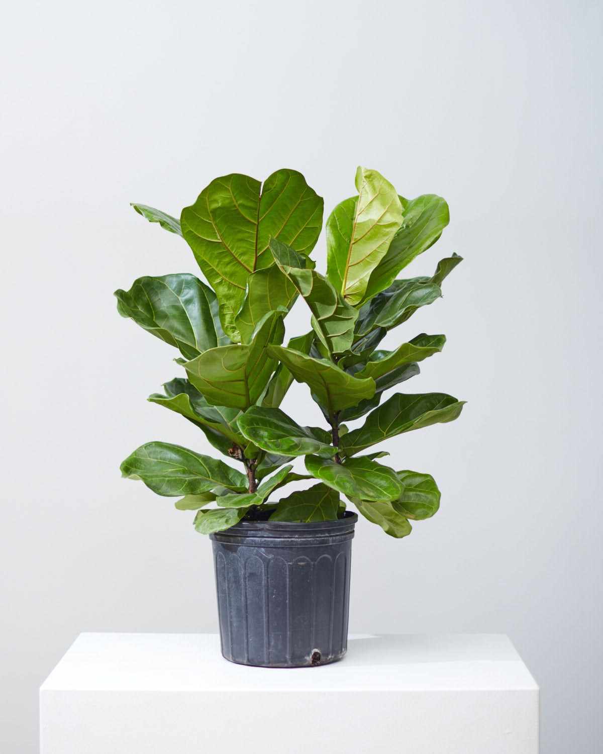Fiddle Leaf Fig Bush: Ficus lyrata - 10 inch pot - 3-6 foot tall