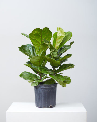Fiddle Leaf Fig Bush: Ficus lyrata - 10 inch pot - 3-6 foot tall