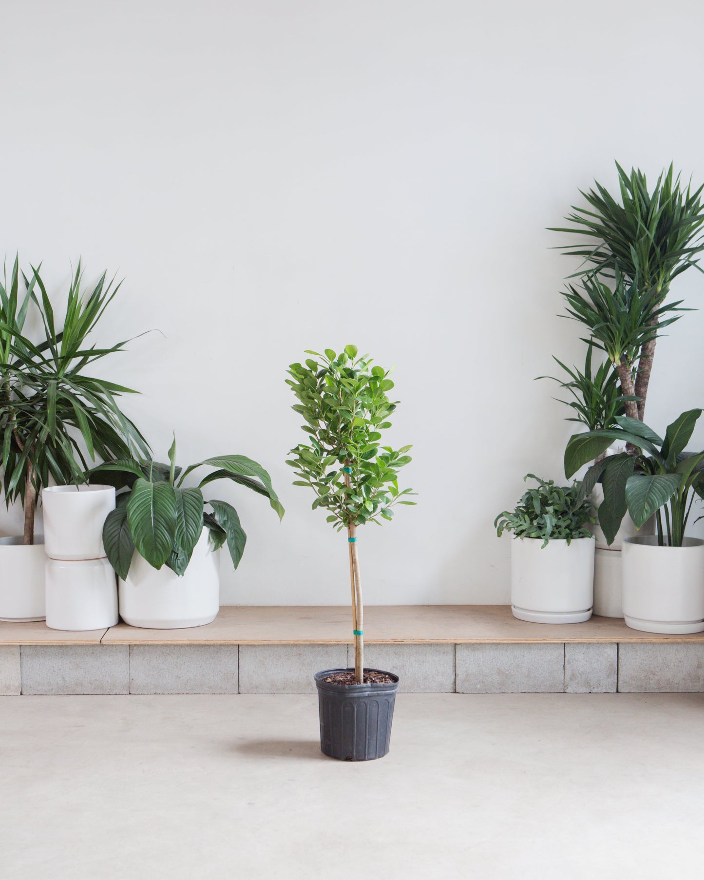 Ficus Moclame Tree: Ficus microcarpa 'Daniella' - 10 inch pot - 4-5 foot tall