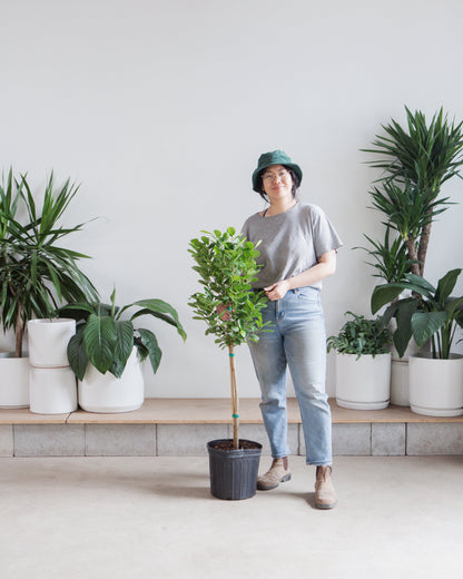 Ficus Moclame Tree: Ficus microcarpa 'Daniella' - 10 inch pot - 4-5 foot tall