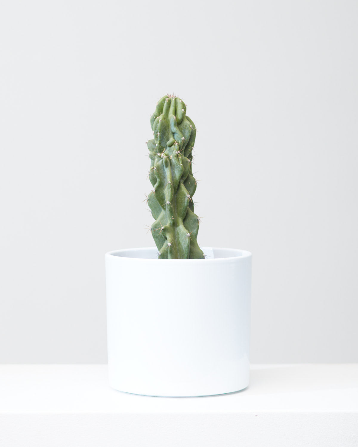 Monstrous Cactus: Cereus peruvianus monstrose - 5 inch pot — in white planter — indoor plant for sale by Promise Supply for delivery and pickup in Toronto.