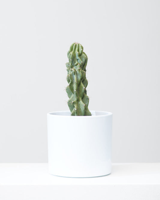 Monstrous Cactus: Cereus peruvianus monstrose - 5 inch pot