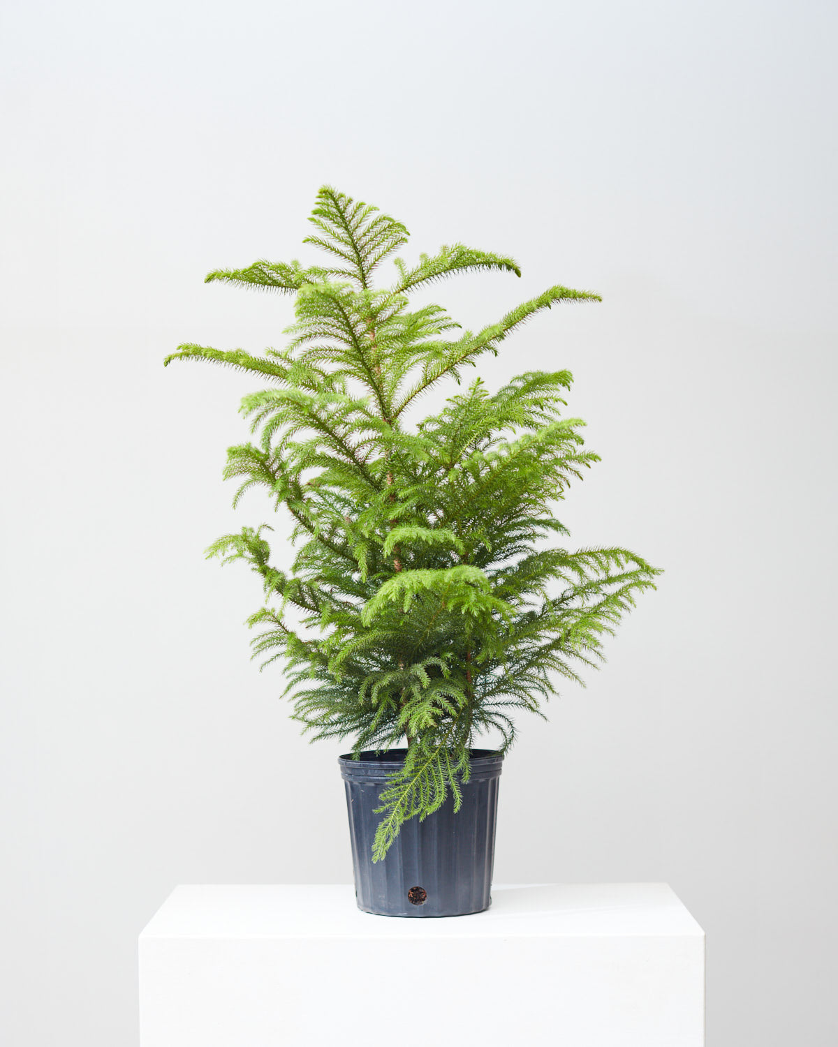 Norfolk Island Pine: Araucaria heterophylla - 10 inch pot - 3 foot tall — indoor plant — indoor plant for sale by Promise Supply for delivery and pickup in Toronto.