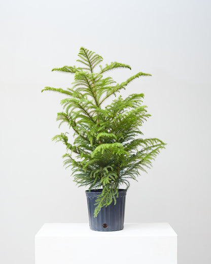 Norfolk Island Pine: Araucaria heterophylla - 10 inch pot - 3 foot tall — indoor plant — indoor plant for sale by Promise Supply for delivery and pickup in Toronto.