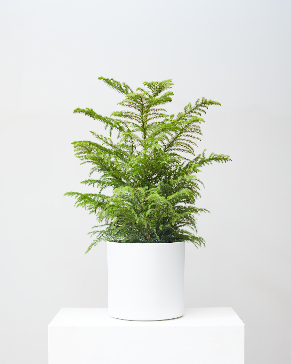Norfolk Island Pine: Araucaria heterophylla - 10 inch pot - 3 foot tall — indoor plant — indoor plant for sale by Promise Supply for delivery and pickup in Toronto.