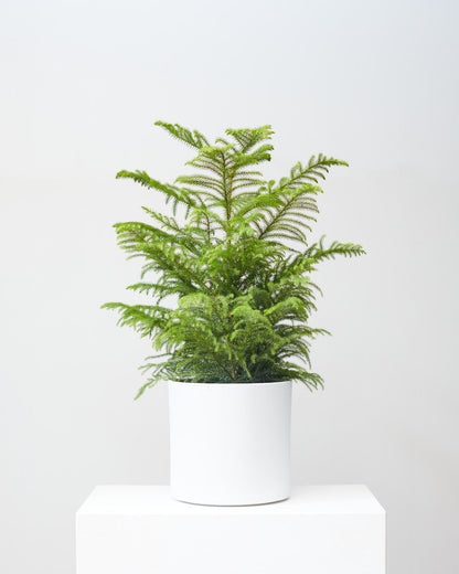 Norfolk Island Pine: Araucaria heterophylla - 10 inch pot - 3 foot tall — indoor plant — indoor plant for sale by Promise Supply for delivery and pickup in Toronto.