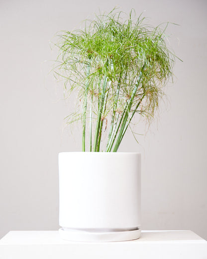 King Tut Grass: Cyperus papyrus - 10 inch pot