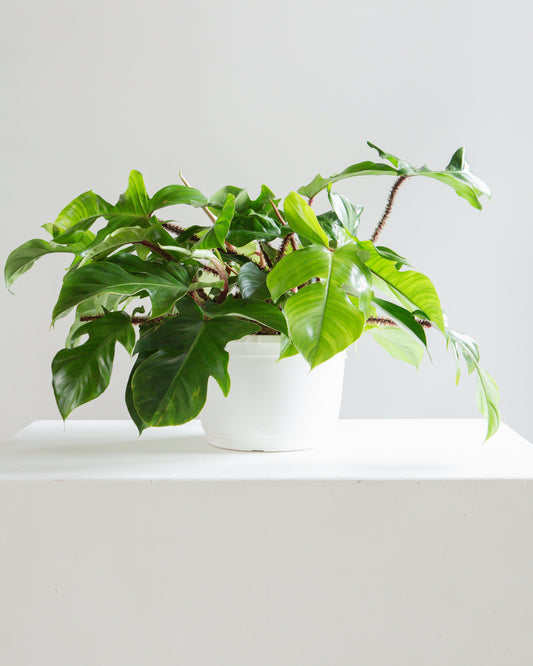 Hairy Philodendron: Philodendron squamiferum - 10 inch hanging basket — indoor plant — indoor plant for sale by Promise Supply for delivery and pickup in Toronto.