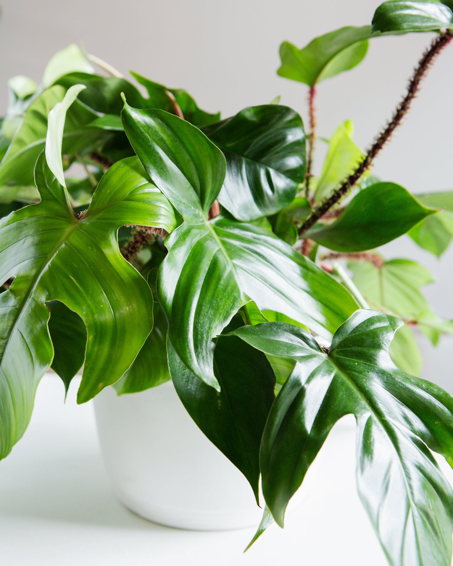 Hairy Philodendron: Philodendron squamiferum - 10 inch hanging basket — detailed view of leaves — indoor plant for sale by Promise Supply for delivery and pickup in Toronto.