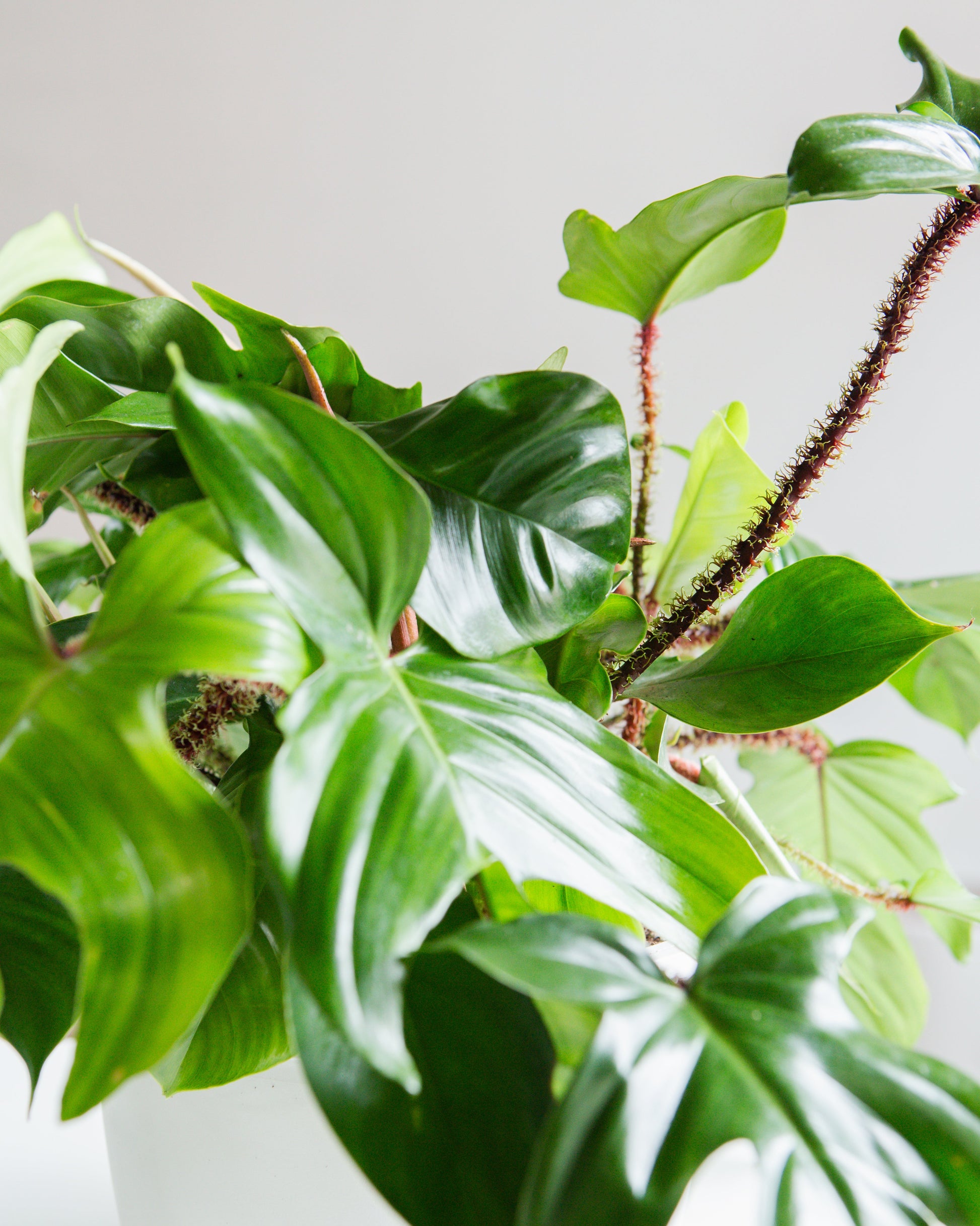 Hairy Philodendron: Philodendron squamiferum - 10 inch hanging basket — detailed view of leaves — indoor plant for sale by Promise Supply for delivery and pickup in Toronto.