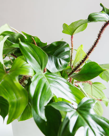 Hairy Philodendron: Philodendron squamiferum - 10 inch hanging basket — detailed view of leaves — indoor plant for sale by Promise Supply for delivery and pickup in Toronto.