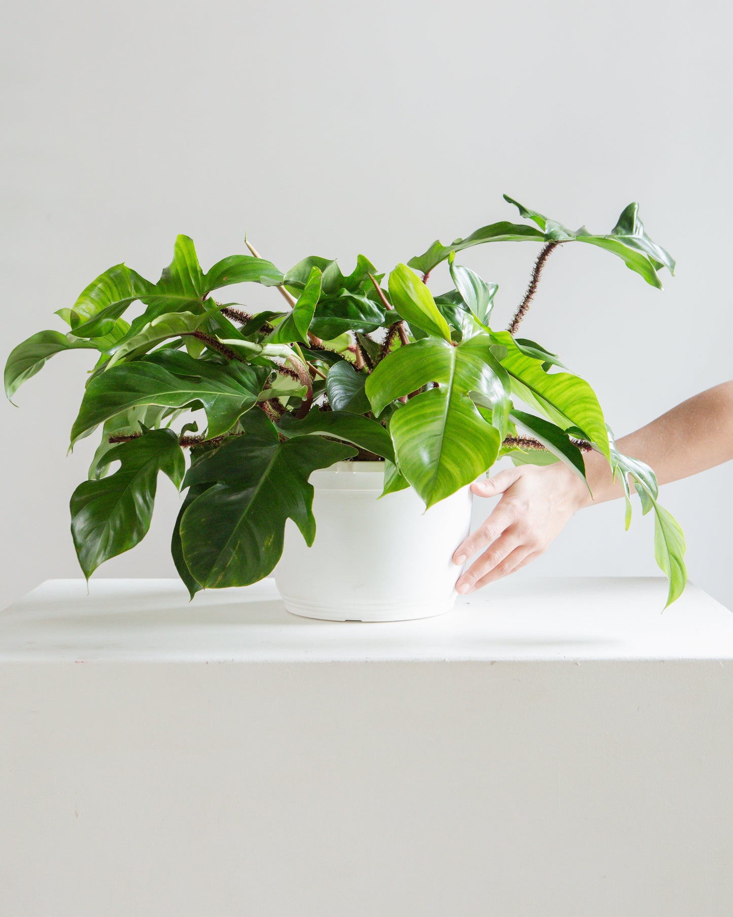 Hairy Philodendron: Philodendron squamiferum - 10 inch hanging basket — indoor plant — indoor plant for sale by Promise Supply for delivery and pickup in Toronto.