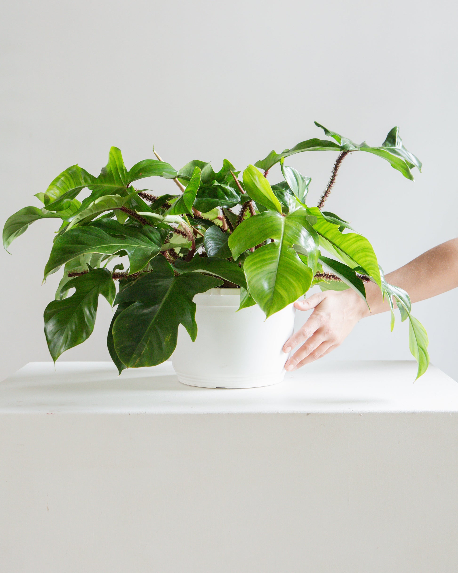 Hairy Philodendron: Philodendron squamiferum - 10 inch hanging basket — indoor plant — indoor plant for sale by Promise Supply for delivery and pickup in Toronto.