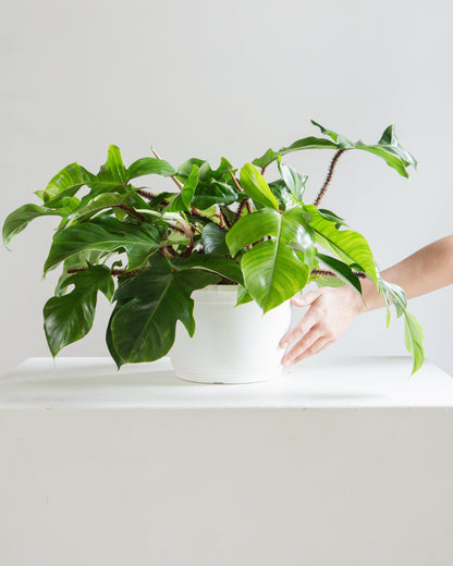 Hairy Philodendron: Philodendron squamiferum - 10 inch hanging basket — indoor plant — indoor plant for sale by Promise Supply for delivery and pickup in Toronto.