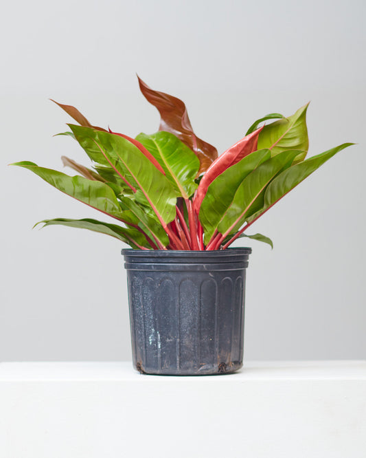 Prince of Orange Philo: Philodendron - 10 inch pot - 1 foot tall — indoor plant — indoor plant for sale by Promise Supply for delivery and pickup in Toronto.