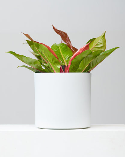 Prince of Orange Philo: Philodendron - 10 inch pot - 1 foot tall — in white planter — indoor plant for sale by Promise Supply for delivery and pickup in Toronto.