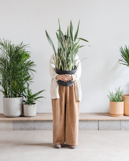 Bantel's Sensation Snake Plant: Sansevieria trifasciata - 10 inch pot - 2.5-3 foot tall