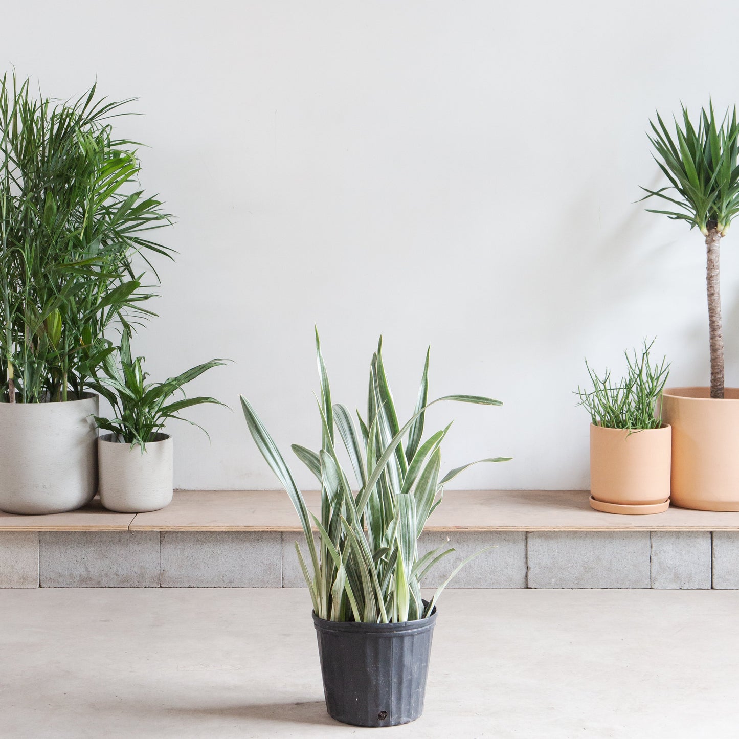 Silver Queen Snake Plant: Sansevieria trifasciata 'Sayuri' - 10 inch pot - 3 foot tall