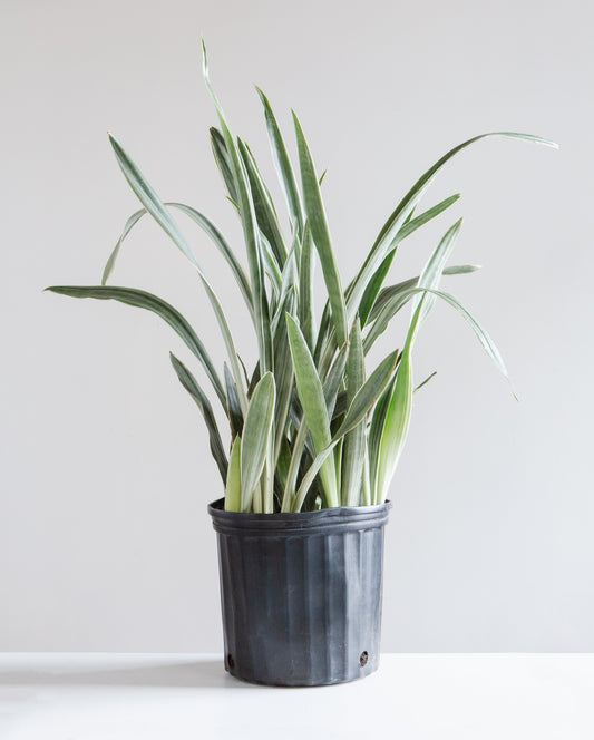 Silver Queen Snake Plant: Sansevieria trifasciata 'Sayuri' - 10 inch pot - 3 foot tall