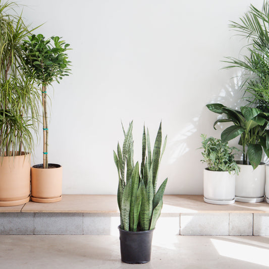 sansevieria spearmint Spearmint Snake Plant - 10" Pot