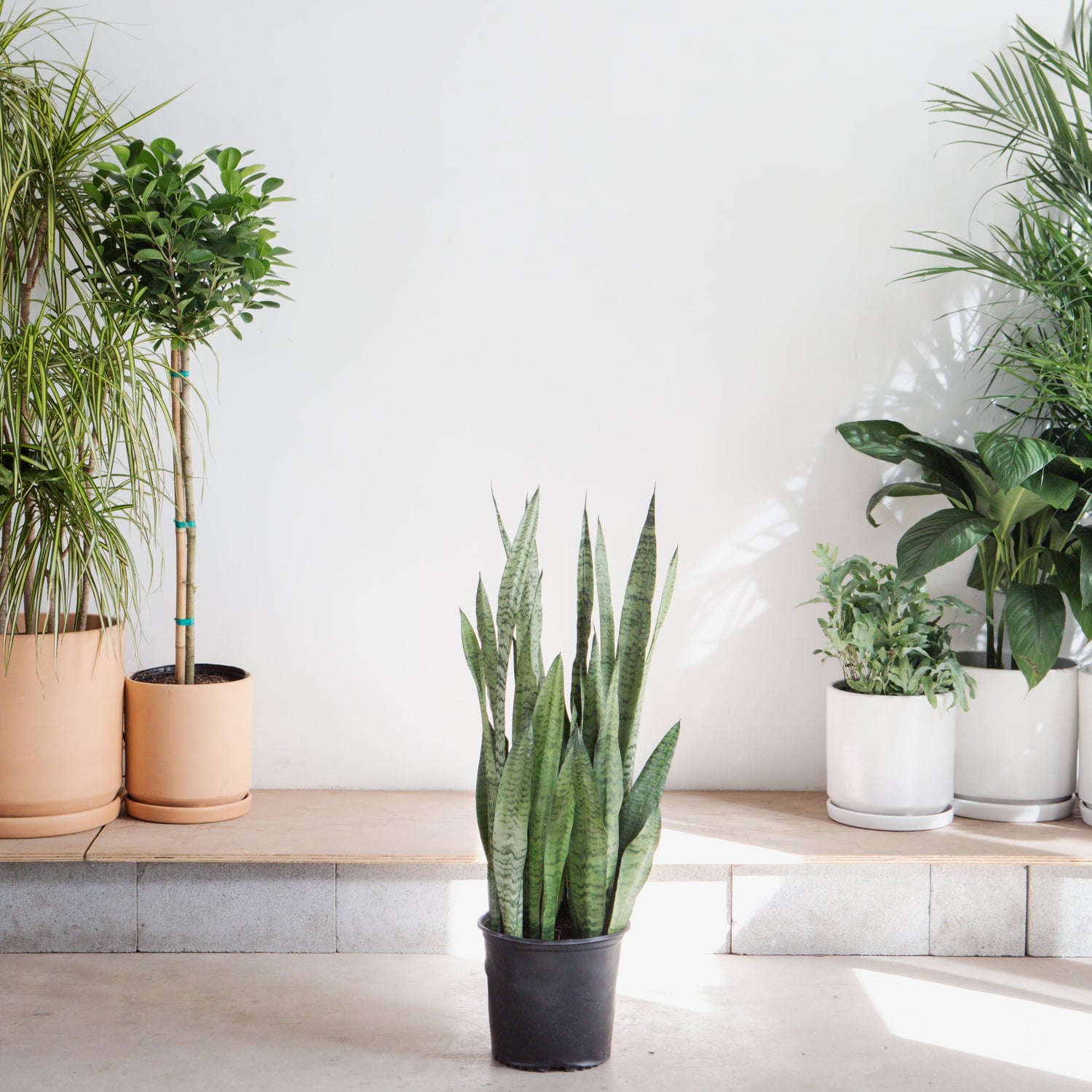 Green Snake Plant: Sansevieria trifasciata 'Zeylanica' - 10 inch pot - 2.5-3 foot tall — indoor plant — indoor plant for sale by Promise Supply for delivery and pickup in Toronto.
