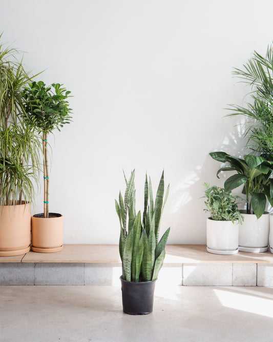 Green Snake Plant: Sansevieria trifasciata 'Zeylanica' - 10 inch pot - 2.5-3 foot tall