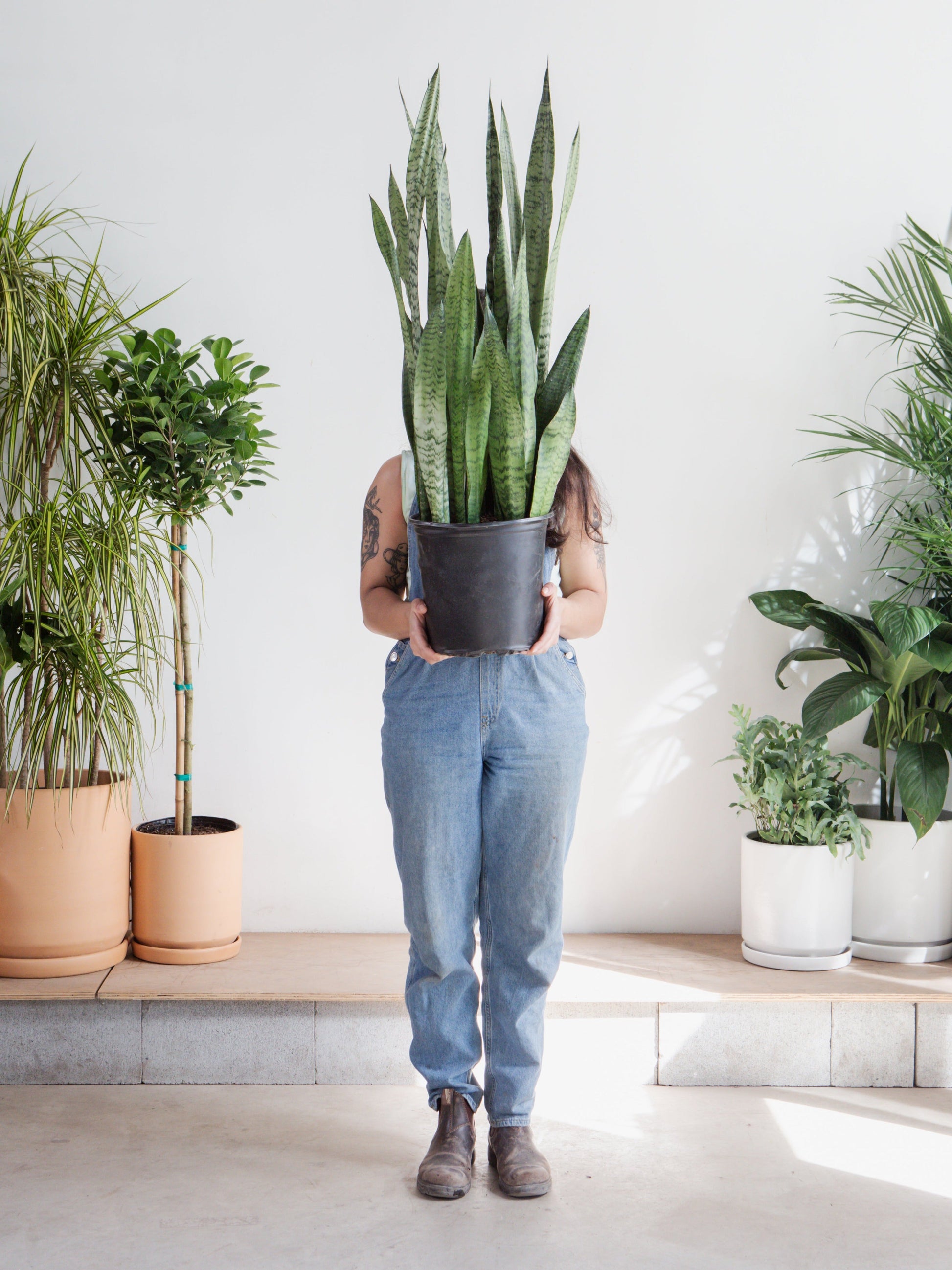 large snake plant toronto Zeylanica Green Snake Plant - 10" Pot