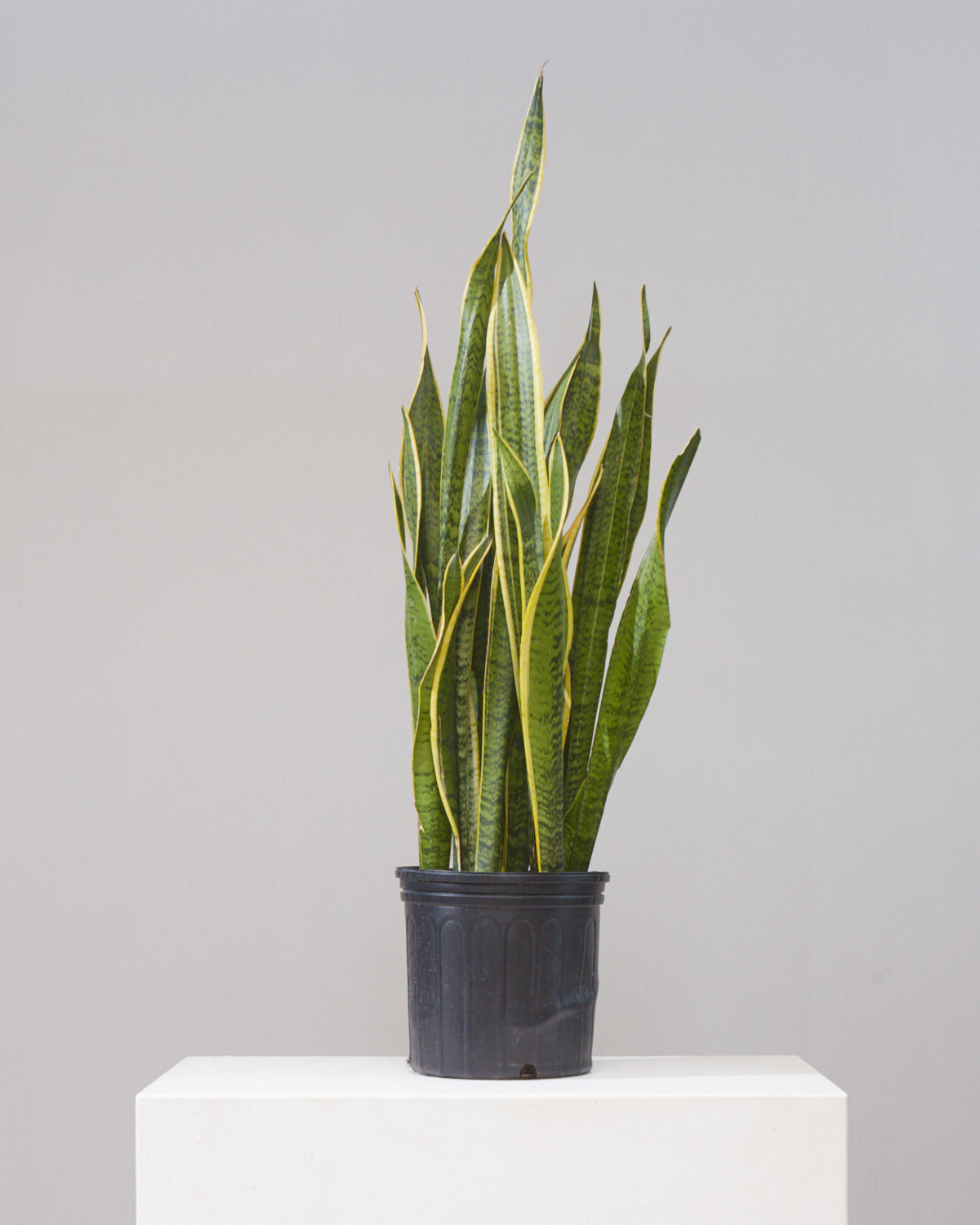 Yellow Snake Plant: Sansevieria trifasciata 'Laurentii' - 8 inch pot
