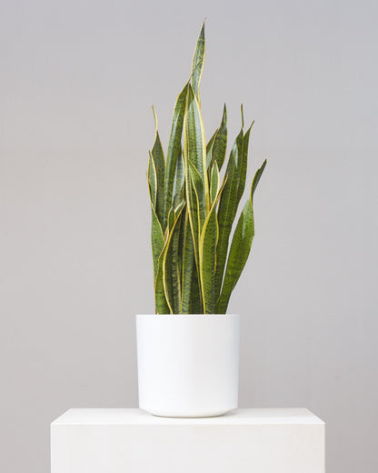 Yellow Snake Plant: Sansevieria trifasciata 'Laurentii' - 8 inch pot