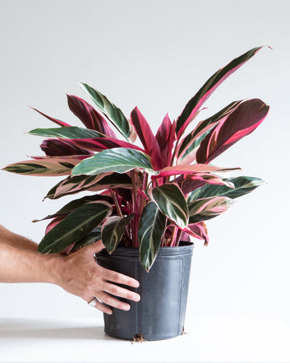 Triostar: Stromanthe sanguinea - 10 inch pot - 1 foot tall