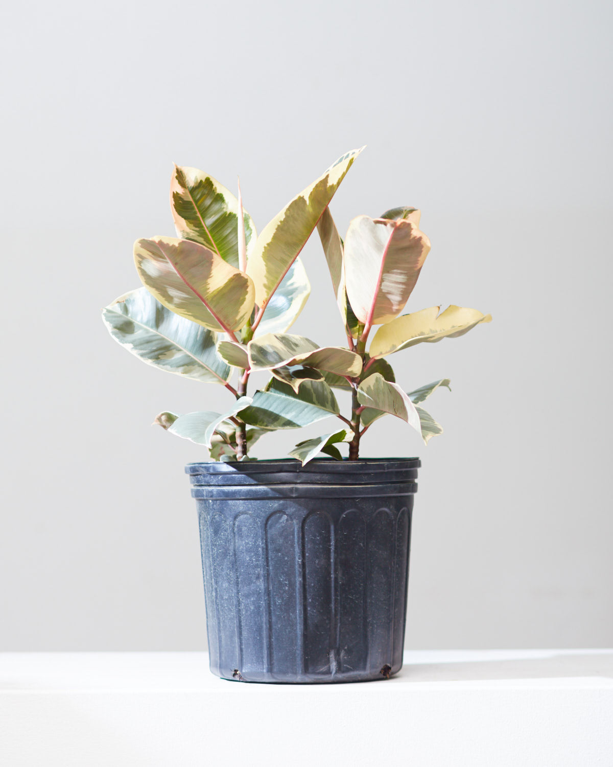 Tineke Rubber Bush: Ficus elastica - 10 inch pot - 2-3 foot tall