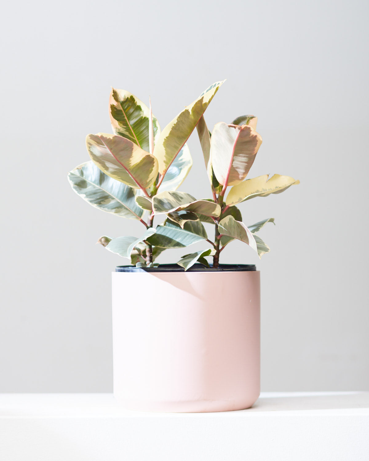 Tineke Rubber Bush: Ficus elastica - 10 inch pot - 2-3 foot tall